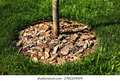Young tree trunk with protective pine bark mulch ring in a lush green lawn