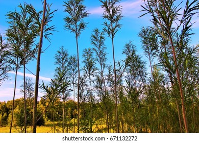 Young trees.