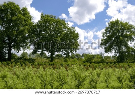 Young trees with dramatic clouds in background