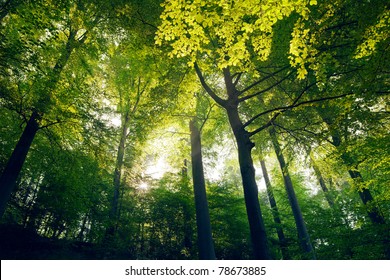 Young trees in the forest.