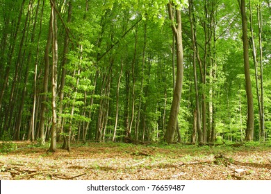 Young Trees Forest Edge