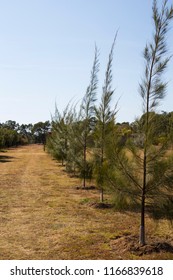 young trees in a row