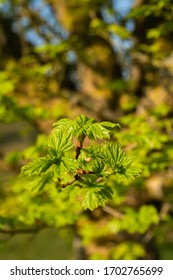 Young Tress At The Arboretum