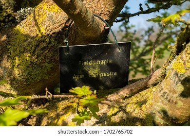 Young Tress At The Arboretum