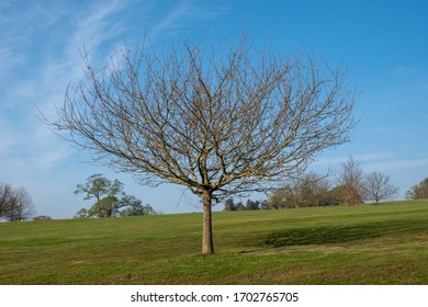 Young Tress At The Arboretum