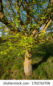 Young Tress At The Arboretum