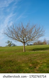 Young Tress At The Arboretum