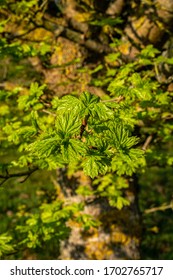 Young Tress At The Arboretum