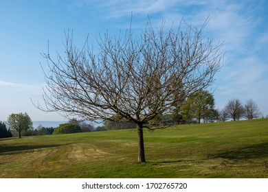 Young Tress At The Arboretum