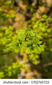 Young Tress At The Arboretum