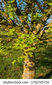 Young Tress At The Arboretum