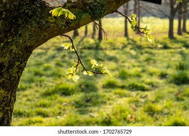 Young Tress At The Arboretum