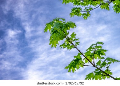 Young Tress At The Arboretum