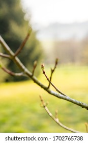 Young Tress At The Arboretum