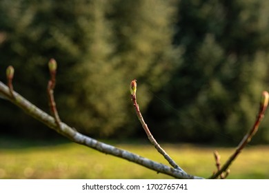 Young Tress At The Arboretum