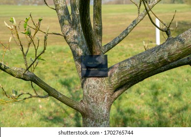 Young Tress At The Arboretum