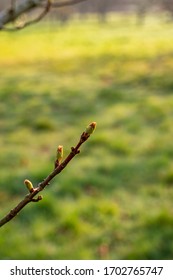 Young Tress At The Arboretum