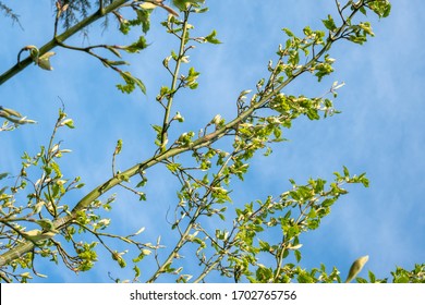 Young Tress At The Arboretum