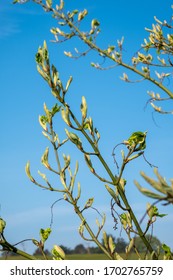 Young Tress At The Arboretum