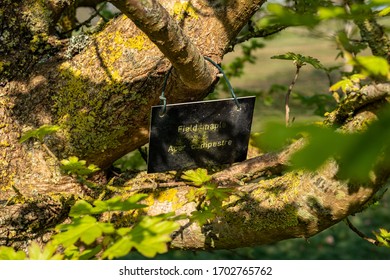 Young Tress At The Arboretum