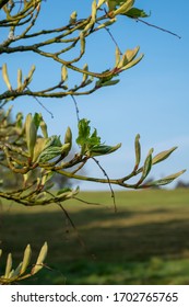 Young Tress At The Arboretum