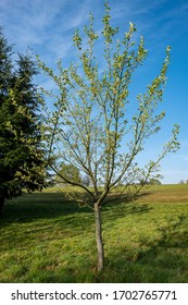 Young Tress At The Arboretum