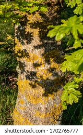 Young Tress At The Arboretum