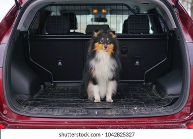 Young tricolor Sheltie dog sitting outdoors in a car trunk in winter - Powered by Shutterstock