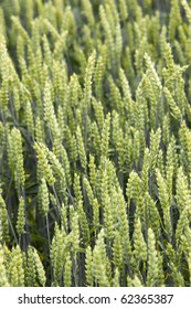 Young Triticale Macro