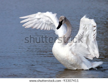 Young trumpeter swan (cygnet) stretching wings