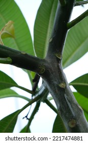 Young Trunk On A Frangipani Tree.