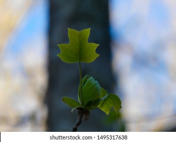 Young Tulip Poplar Leaf And Flower Emerging In The Spring.