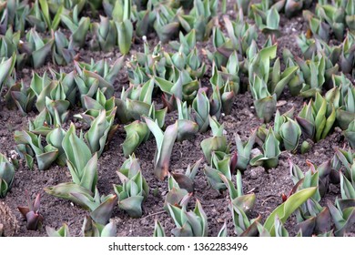 Young tulips grow in spring. - Shutterstock ID 1362283496