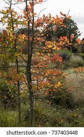 A Young Tupelo Tree In Autumn-colors