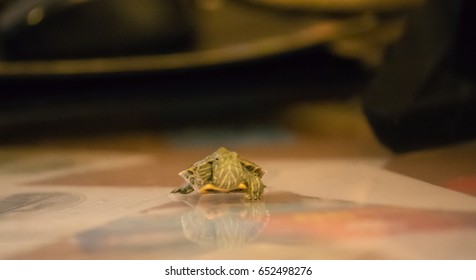 Young turtle sitting on a table