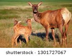 Young twin elk calves sticking really close to their mother in the grassy meadow.  