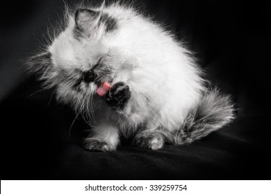 A Young, Two Month Old Blue Point Himalayan Persian Kitten Cleaning Itself - In Black And White With A Hint Of Color On Its Tounge