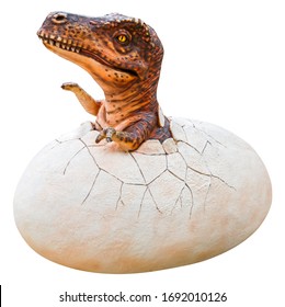 Young Tyrannosaurus Rex (T-Rex) In The Egg Isolated On White Background With Clipping Path