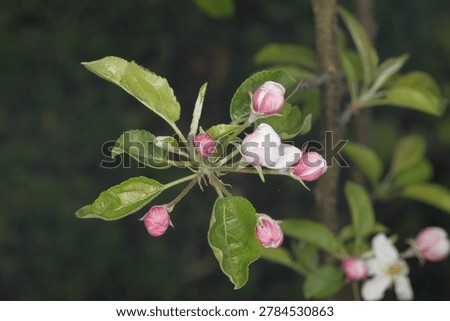 young, undeveloped apple blossoms in the form of buds