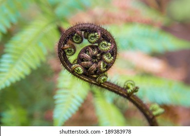 Young unfurling fern frond or koru, a symbol of new life in New Zealand