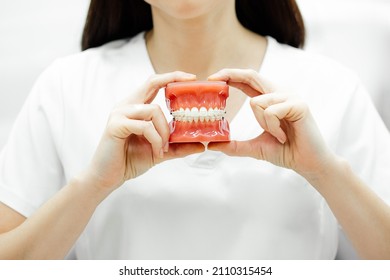 Young unrecognizable woman doctor dentist orthodontist with black hair in white medical clothes holding tooth model with wire braces attached in two hands. Dental care, medical, oral hygiene concept.