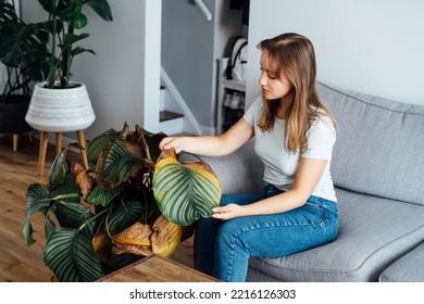 Young upset, sad woman examining dried dead foliage of her home plant Calathea. Houseplants diseases. Diseases Disorders Identification and Treatment, Houseplants sun burn. Damaged Leaves