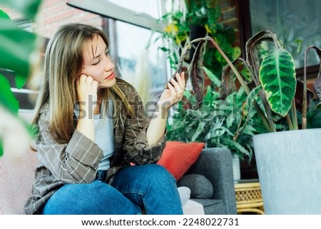 Young upset, sad woman examining dried dead foliage of her home plant Calathea. Houseplants diseases. Diseases Disorders Identification and Treatment, Houseplants sun burn. Damaged Leaves.