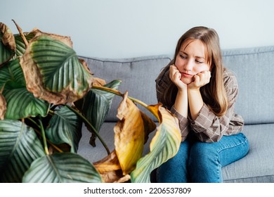 Young upset, sad woman holding dried dead foliage of her home plant Calathea. Houseplants diseases. Diseases Disorders Identification and Treatment, Houseplants sun burn. Damaged Leaves. - Shutterstock ID 2206537809
