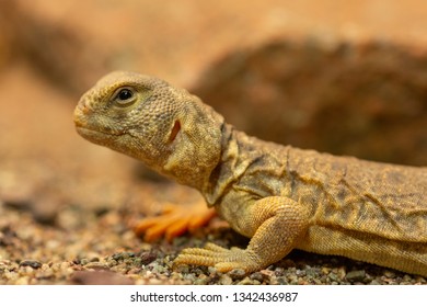 Young Uromastyx Princeps Commonly Known Spinytailed Foto De Stock ...