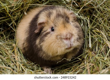 guinea pig teddy
