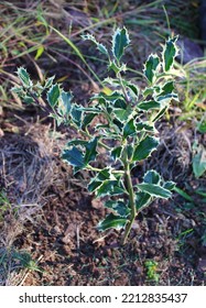 A Young Variegated English Holly Plant