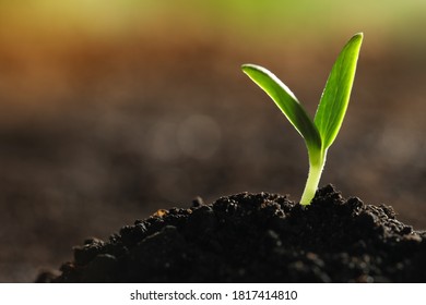 Young vegetable seedling growing in soil outdoors, space for text - Shutterstock ID 1817414810