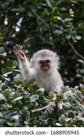 Young Vervet Monkey In A Tree