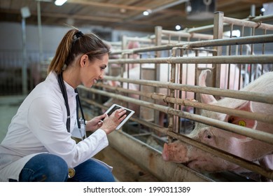 Young vet crouching in front of pig using tablet. Female doctor smiling wearing lab coat examining animals.
